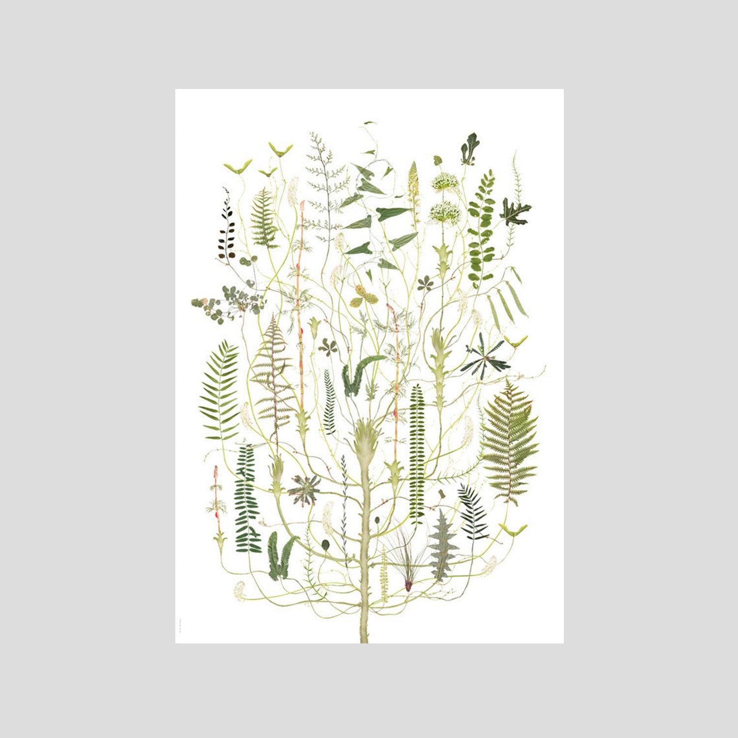 Poster Green Flora