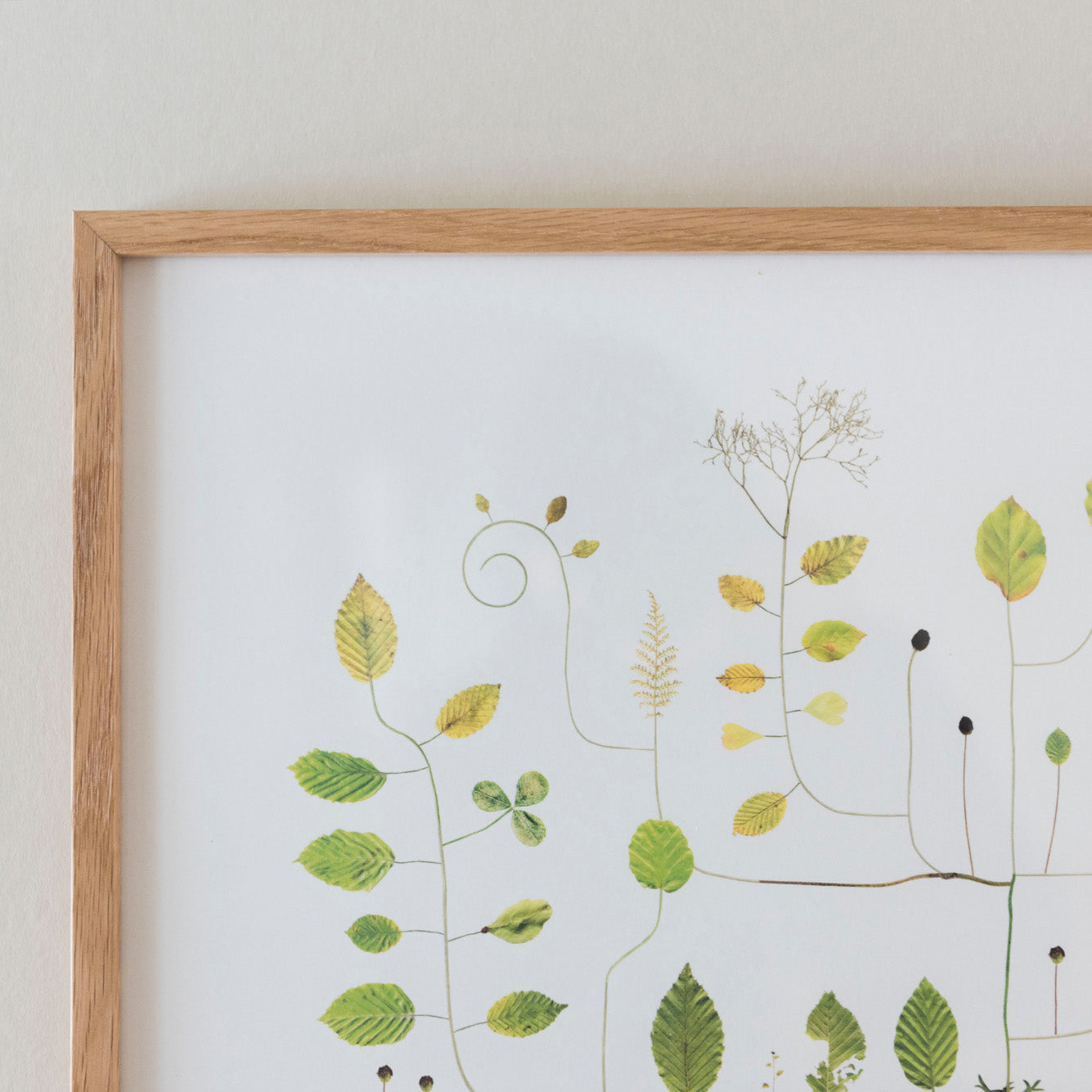 Poster Beech Tree
