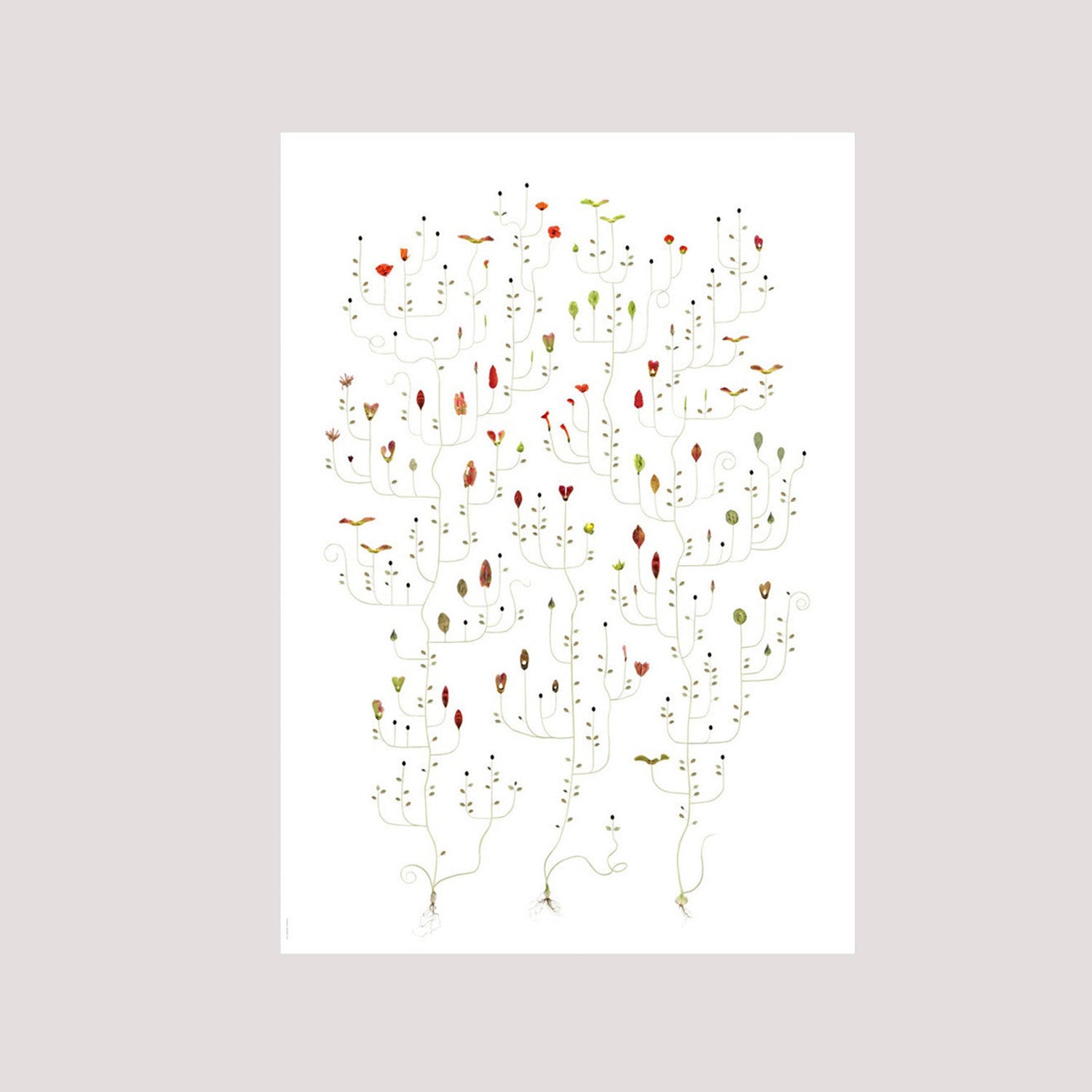 Poster Seed Tree